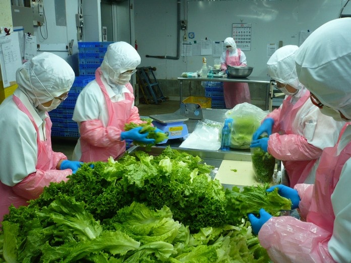 Yêu cầu về trang phục bảo hộ lao động trong chế biến rau củ quả
